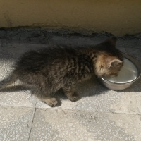 Tekir Kedi, Kedi  . fotoğrafı
