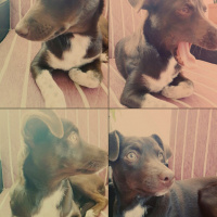 Russian Spaniel, Köpek  tarçın :) fotoğrafı