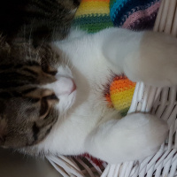 Tekir Kedi, Kedi  Mırnav fotoğrafı