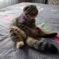 Scottish Fold, Kedi  Miya fotoğrafı