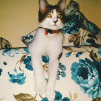 Tekir Kedi, Kedi  Paşa fotoğrafı