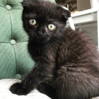 Scottish Fold, Kedi  Sufle fotoğrafı