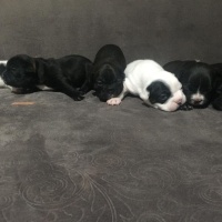 Fransız Bulldog, Köpek  A+ KALİTE SAFKAN DÜNYALAR GÜZELİ FRENCH BEBEKLER! fotoğrafı