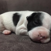 Fransız Bulldog, Köpek  A+ KALİTE SAFKAN DÜNYALAR GÜZELİ FRENCH BEBEKLER! fotoğrafı