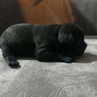 Fransız Bulldog, Köpek  A+ KALİTE SAFKAN DÜNYALAR GÜZELİ FRENCH BEBEKLER! fotoğrafı