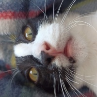 Tekir Kedi, Kedi  Şans fotoğrafı