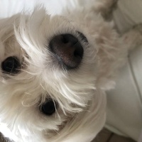 Maltese, Köpek  Coco fotoğrafı