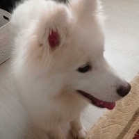 Samoyed, Köpek  Beyaz - Samoyed fotoğrafı