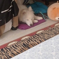 Samoyed, Köpek  Beyaz - Samoyed fotoğrafı