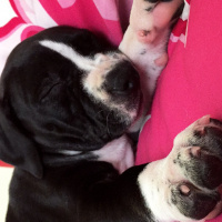Staffordshire Bull Terrier, Köpek  Shout fotoğrafı