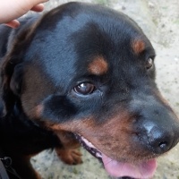 Rottweiler, Köpek  Ateş fotoğrafı