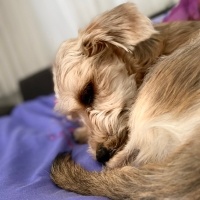 Jack Russell Terrier, Köpek  dobby fotoğrafı