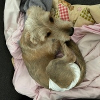 Jack Russell Terrier, Köpek  dobby fotoğrafı