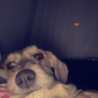 Jack Russell Terrier, Köpek  dobby fotoğrafı