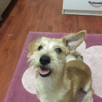 Maltese, Köpek  Atlas fotoğrafı