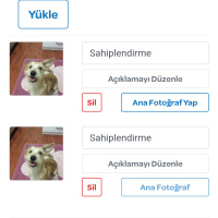 Maltese, Köpek  Atlas fotoğrafı