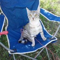 Tekir Kedi, Kedi  LOKUM fotoğrafı