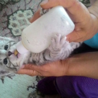 Tekir Kedi, Kedi  LOKUM fotoğrafı