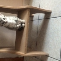 Tekir Kedi, Kedi  LOKUM fotoğrafı
