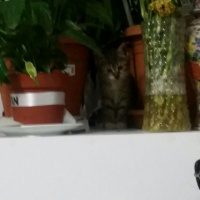 Tekir Kedi, Kedi  Zeze  fotoğrafı