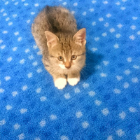 Tekir Kedi, Kedi  Zeze  fotoğrafı