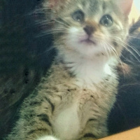 Tekir Kedi, Kedi  Zeze  fotoğrafı