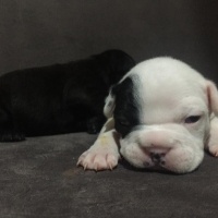 Fransız Bulldog, Köpek  Yavrular fotoğrafı