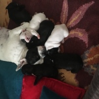 Fransız Bulldog, Köpek  Yavrular fotoğrafı
