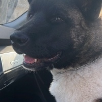 Akita İnu, Köpek  Leo fotoğrafı