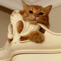 Norwegian Forest, Kedi  Ponçik fotoğrafı