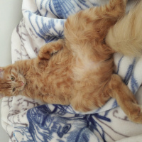 Norwegian Forest, Kedi  Ponçik fotoğrafı