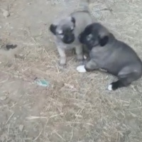 Aksaray Malaklısı, Köpek  Malaklı fotoğrafı