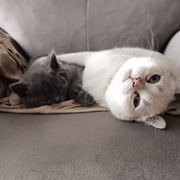 British Shorthair, Kedi  Nane fotoğrafı