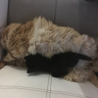 Tekir Kedi, Kedi  Paşa fotoğrafı
