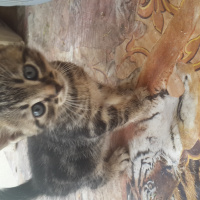 Tekir Kedi, Kedi  İsimsizler henüz fotoğrafı