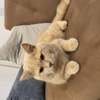 British Shorthair, Kedi  Balküpü Paşa fotoğrafı