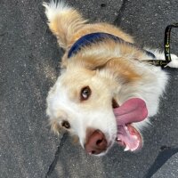 Border Collie, Köpek  Bingo fotoğrafı