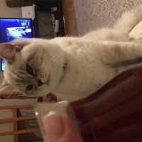Scottish Fold, Kedi  Şans fotoğrafı