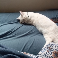 Scottish Fold, Kedi  Şans fotoğrafı