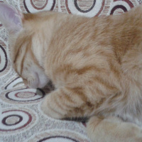 Tekir Kedi, Kedi  ponçik fotoğrafı