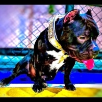 Billy, Köpek  Bonita fotoğrafı