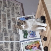 Tekir Kedi, Kedi  Boncuk fotoğrafı