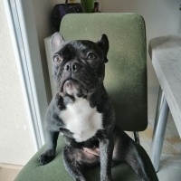 Fransız Bulldog, Köpek  Pri fotoğrafı