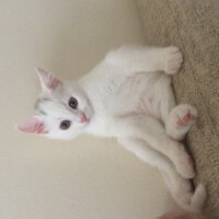 British Shorthair, Kedi  oscar fotoğrafı