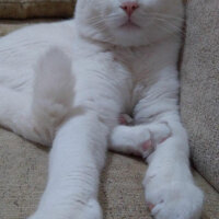 British Shorthair, Kedi  oscar fotoğrafı