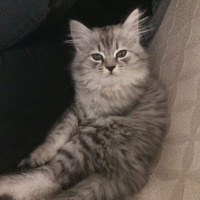 Chinchilla, Kedi  şila fotoğrafı