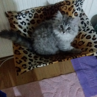 Chinchilla, Kedi  şila fotoğrafı