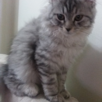 Chinchilla, Kedi  şila fotoğrafı