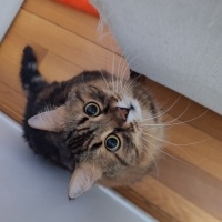 Tekir Kedi, Kedi  dasdas yoldas fotoğrafı