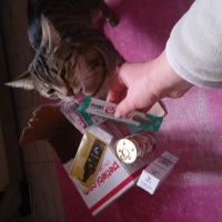 Tekir Kedi, Kedi  zilli fotoğrafı